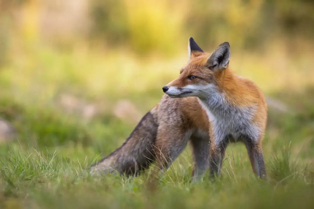 Fox and rodent removal