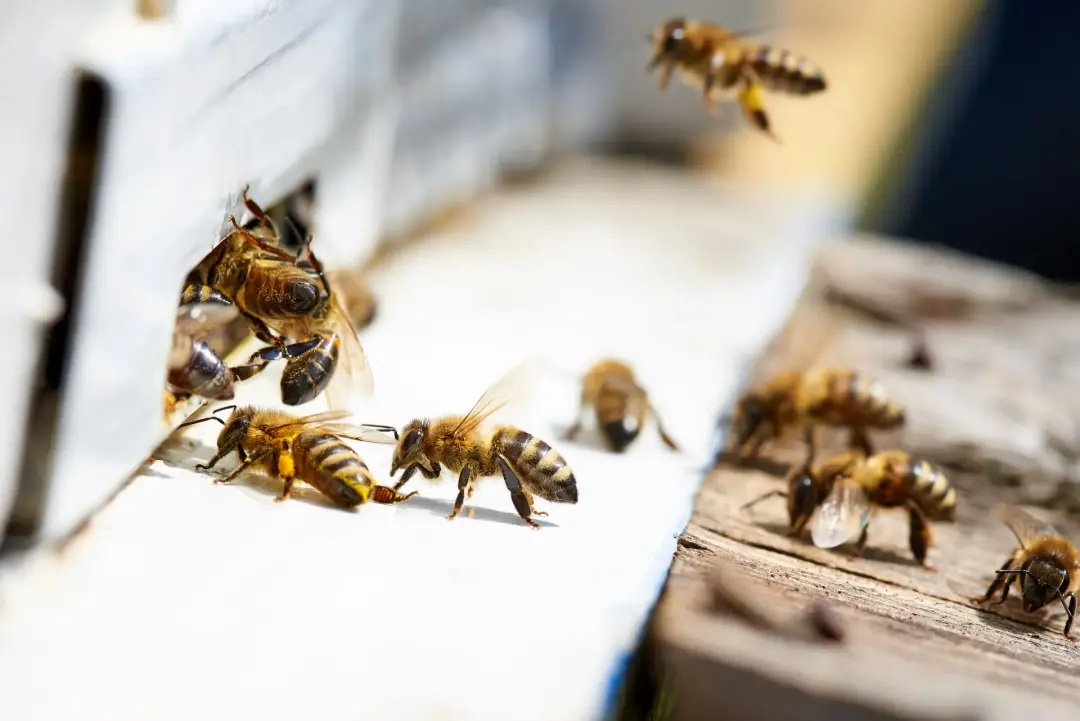 The Quick Guide To Bees As Pests The Quick Guide To Bees As Pests Image