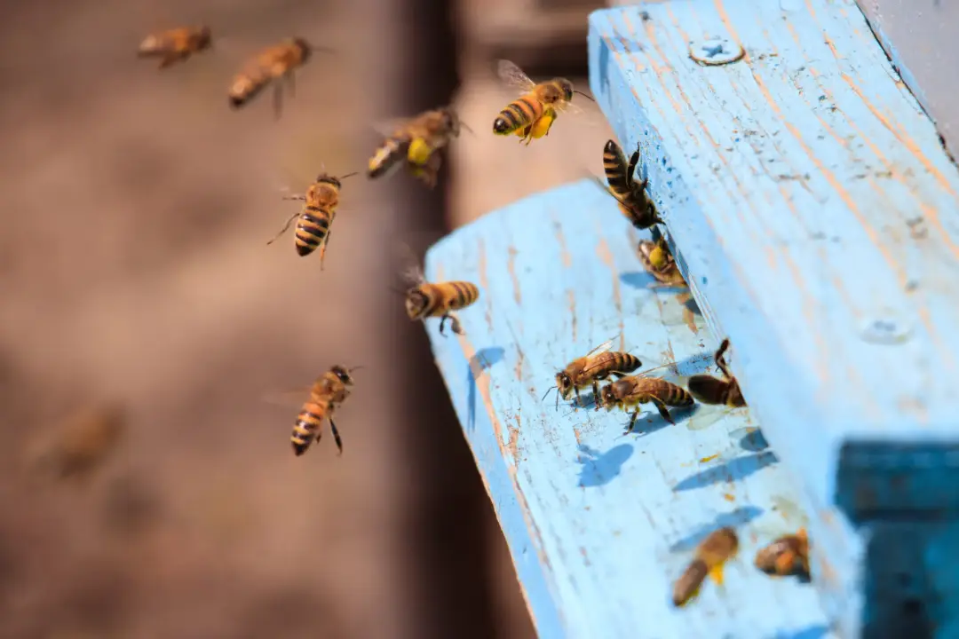 bees flying around a blue surface - Bee Pest Control Portsmouth, Southampton, Basingstoke And Hampshire