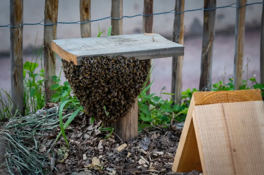 swarm of bees