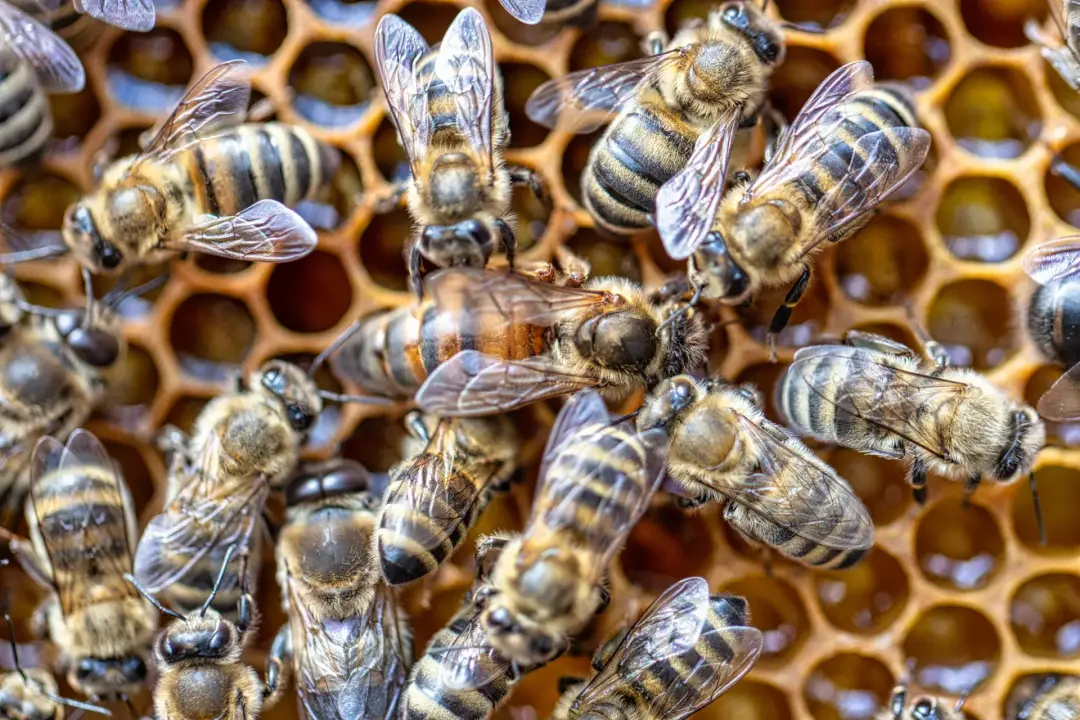group of bees - Bees As Pests 
